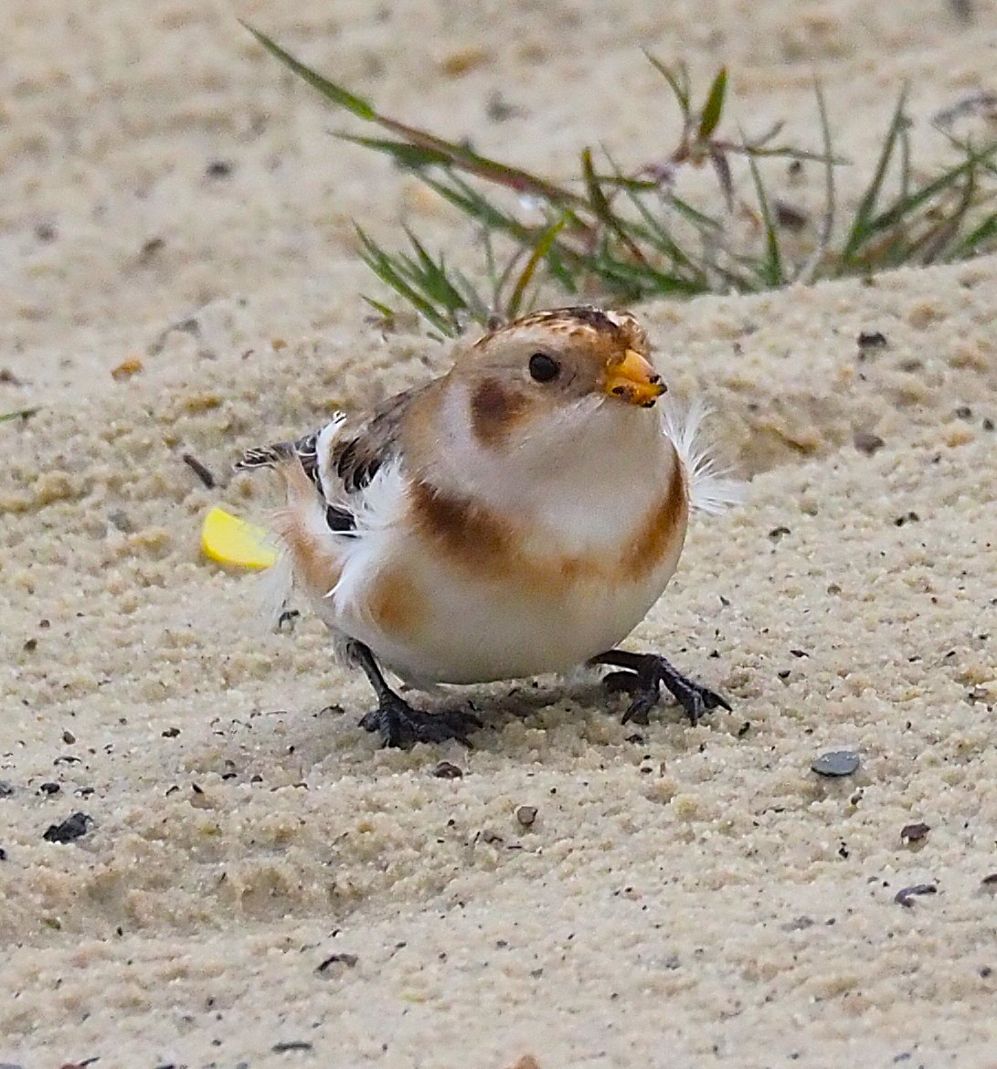 Plectrophane des neiges - ML644369956