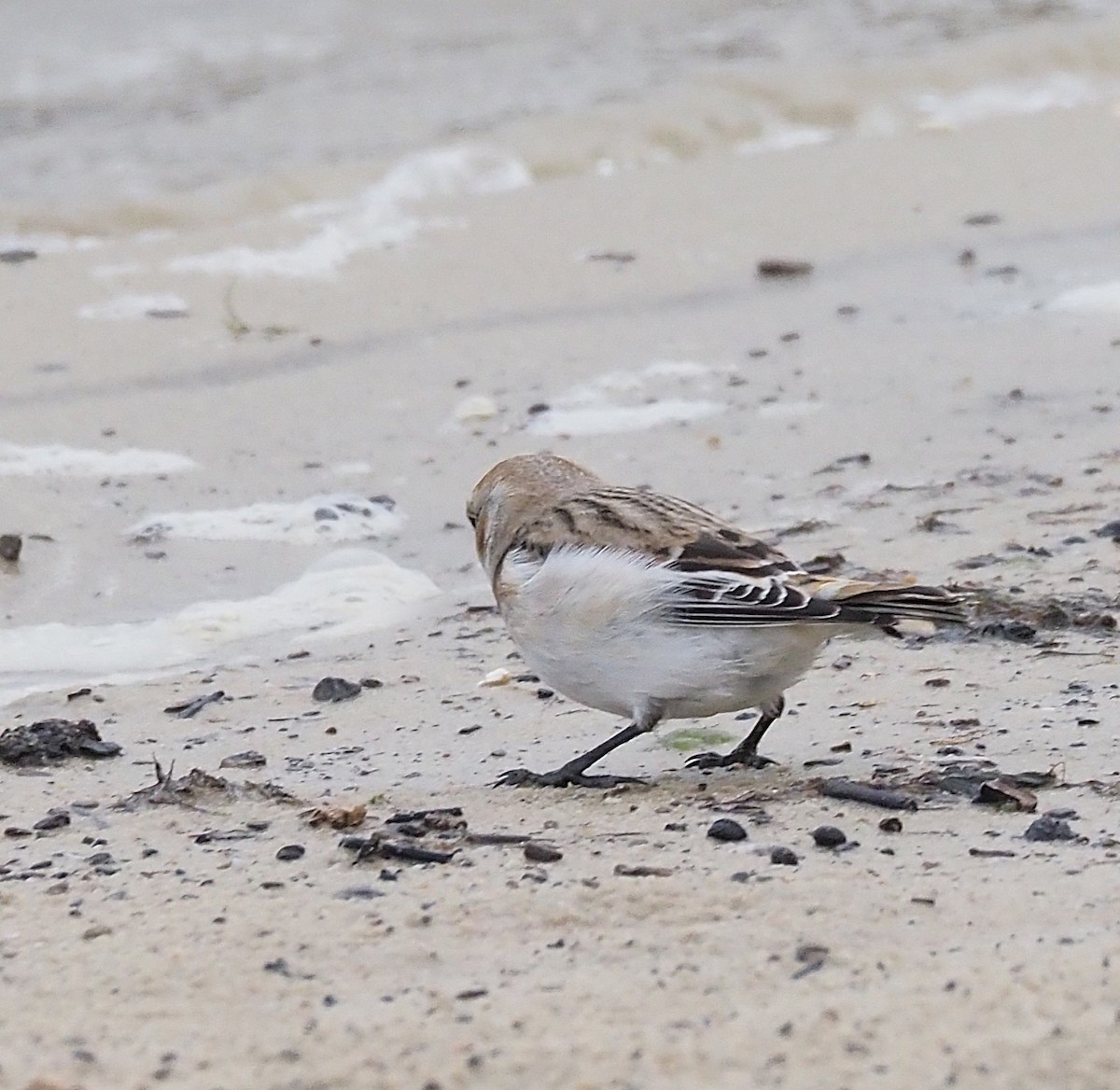 Plectrophane des neiges - ML644369957