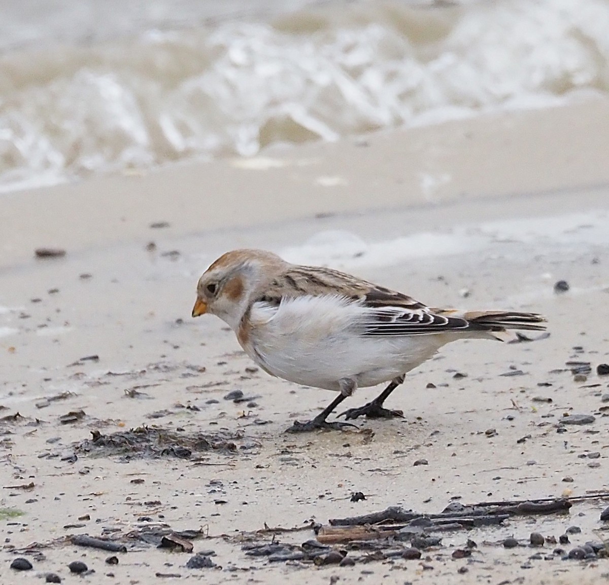 Plectrophane des neiges - ML644369958