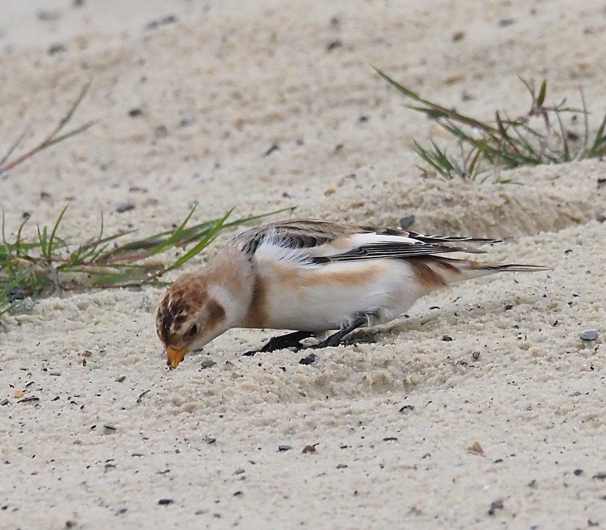 Plectrophane des neiges - ML644369959