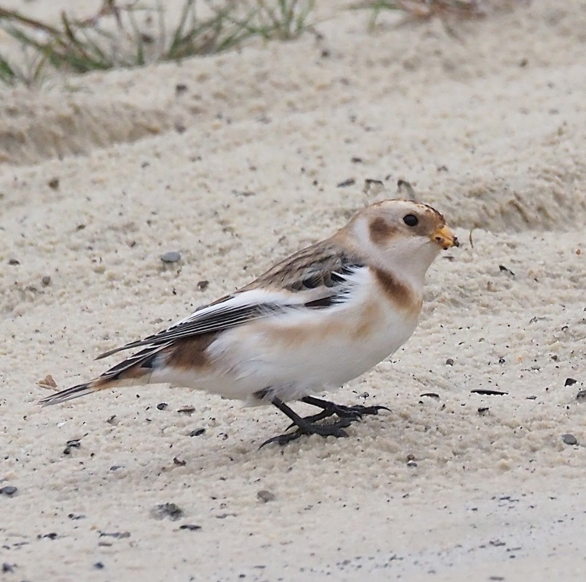 Plectrophane des neiges - ML644369960