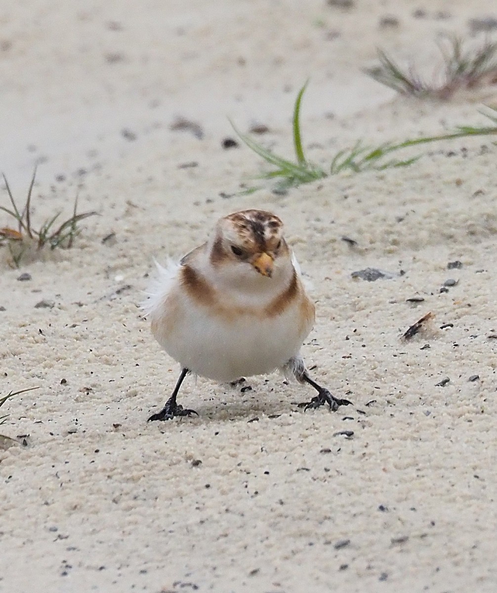 Plectrophane des neiges - ML644369961