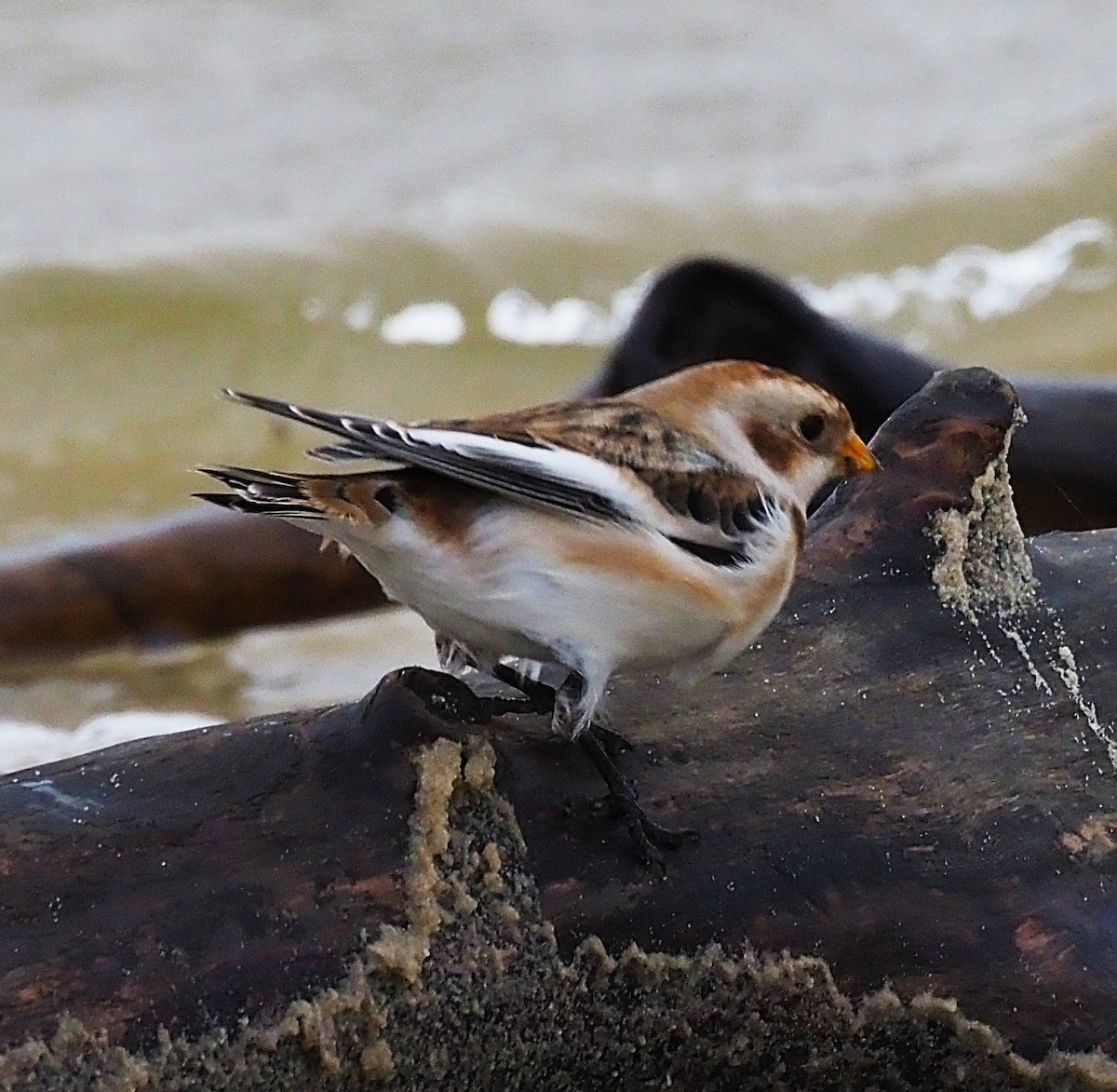 Plectrophane des neiges - ML644369962