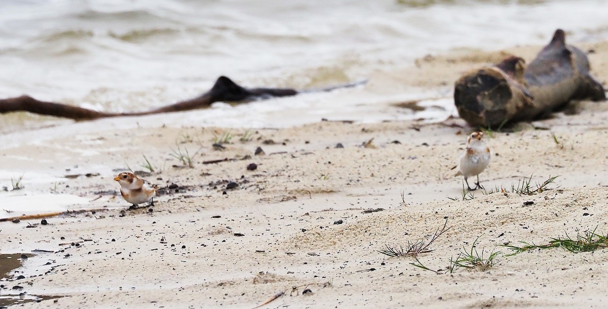 Plectrophane des neiges - ML644369963