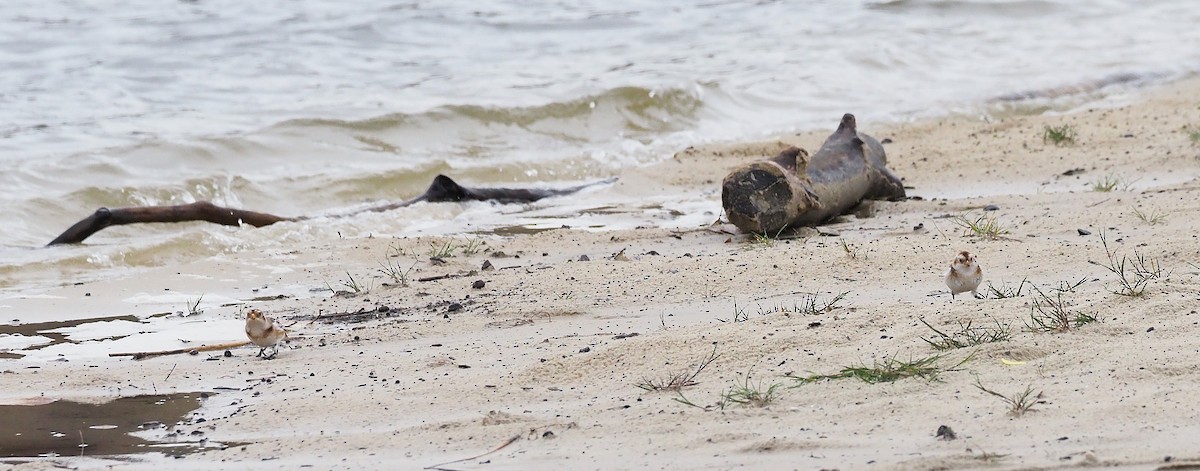 Plectrophane des neiges - ML644369964