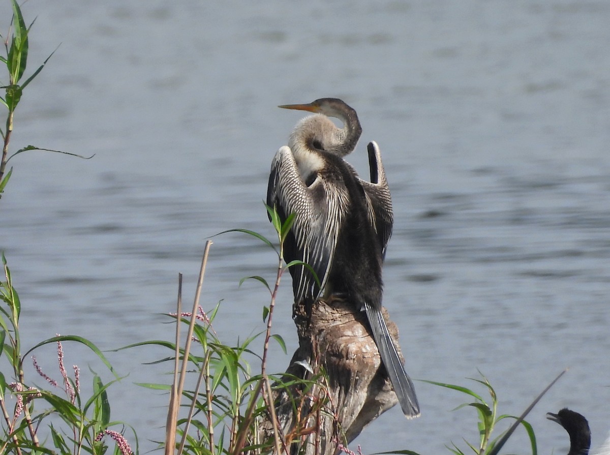 Oriental Darter - ML644369969