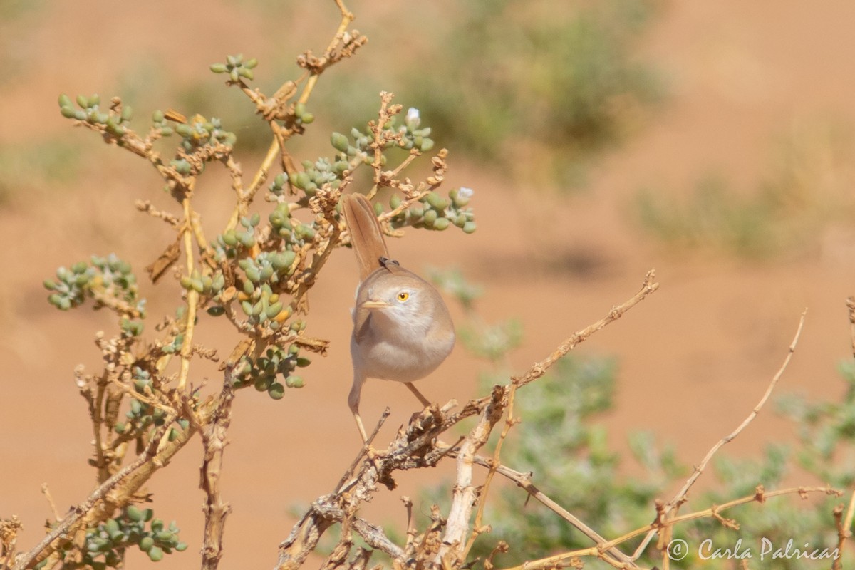 saharasanger - ML644369978