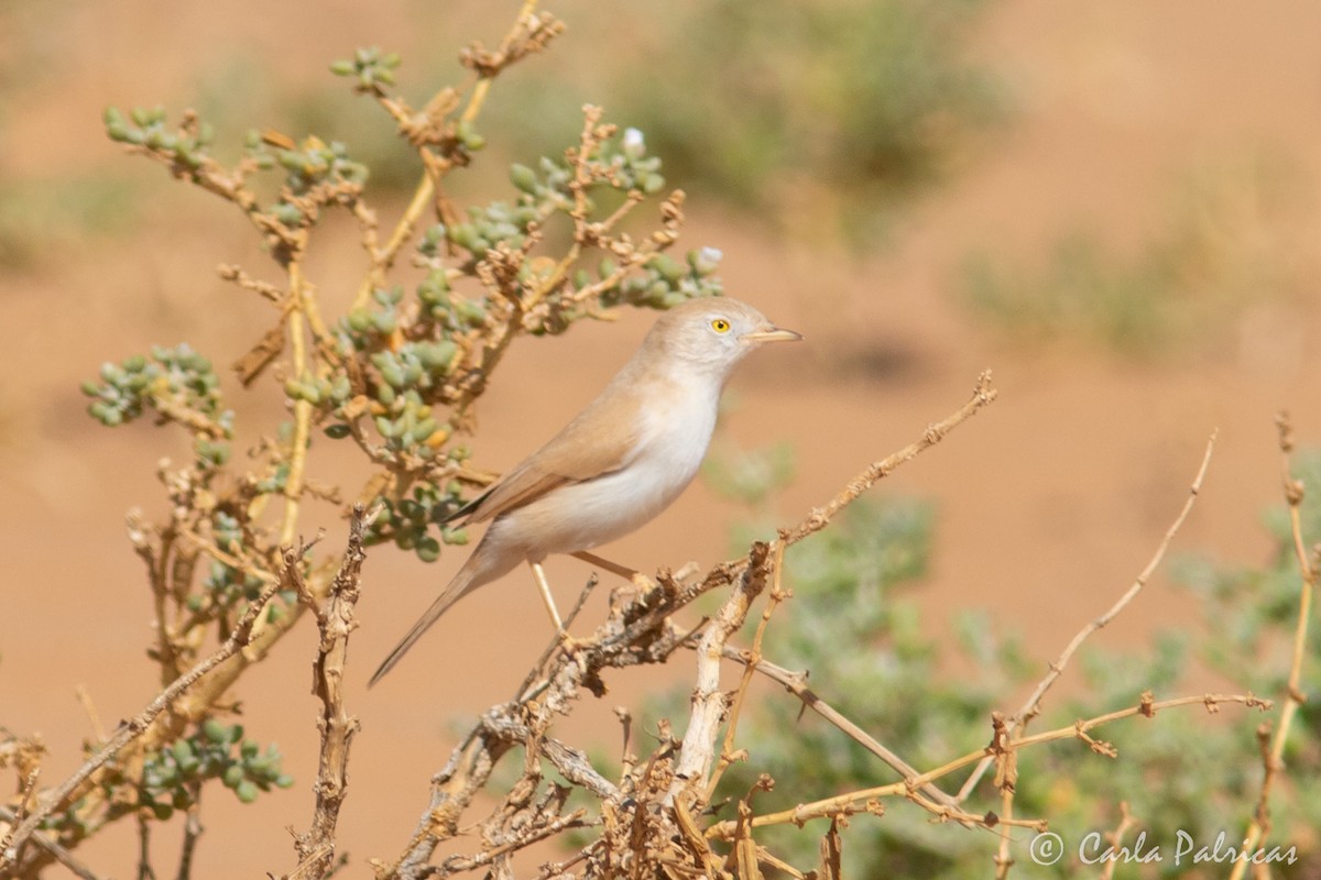 saharasanger - ML644369979