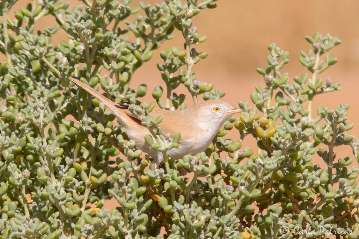 saharasanger - ML644369980