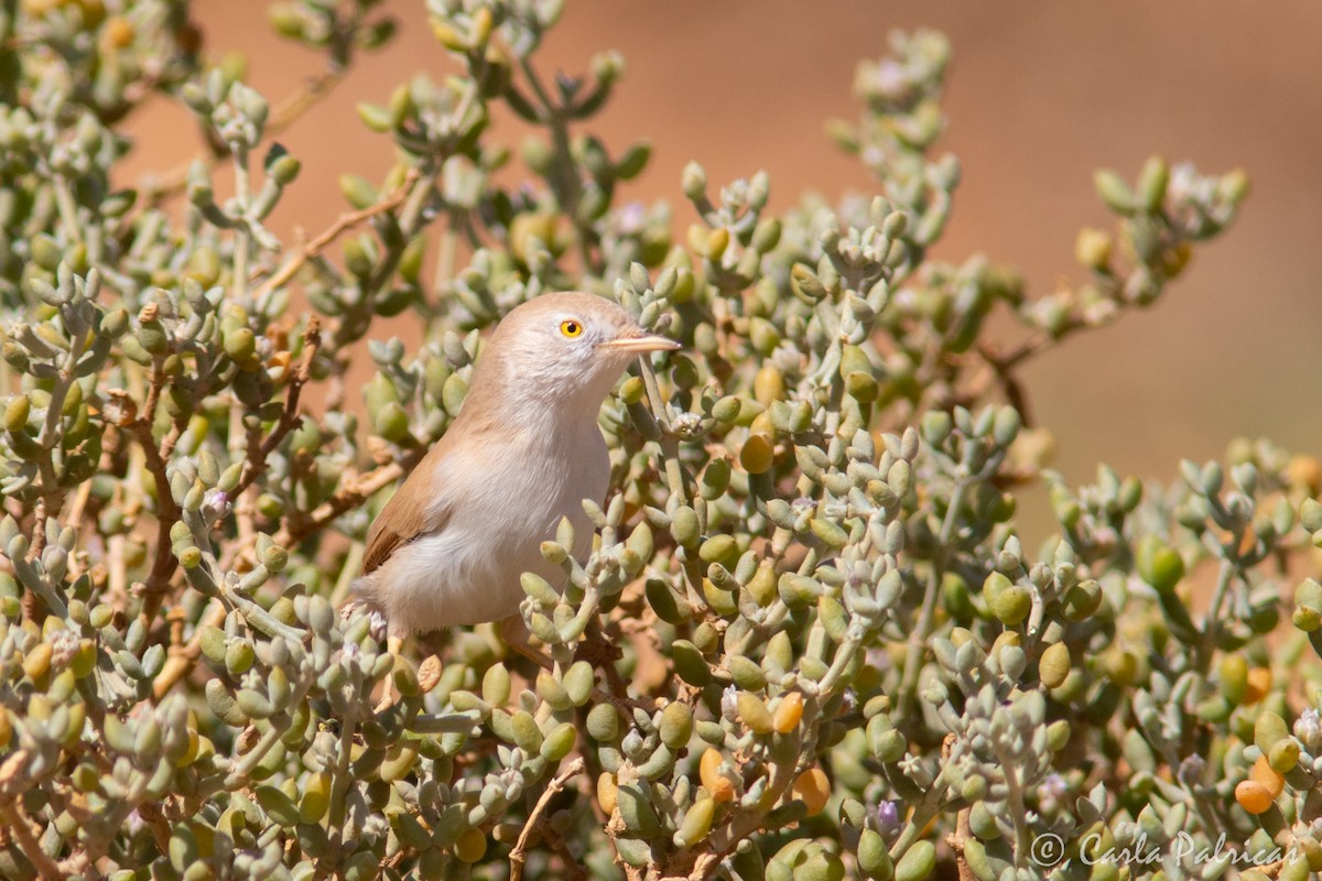 saharasanger - ML644369981