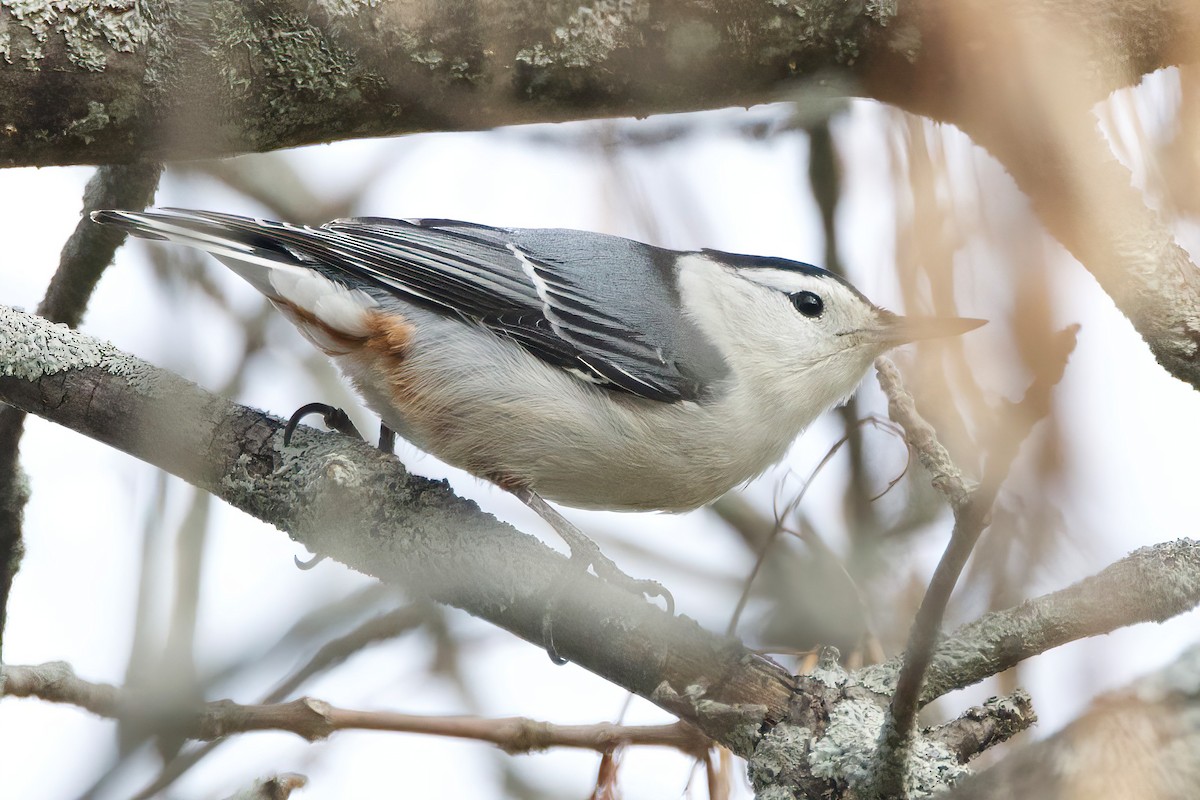 White-breasted Nuthatch - ML644369988