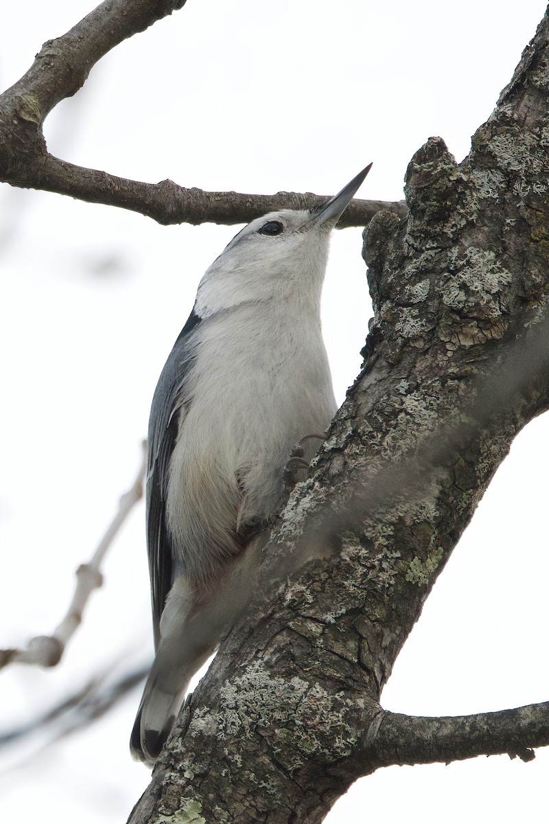 White-breasted Nuthatch - ML644369989