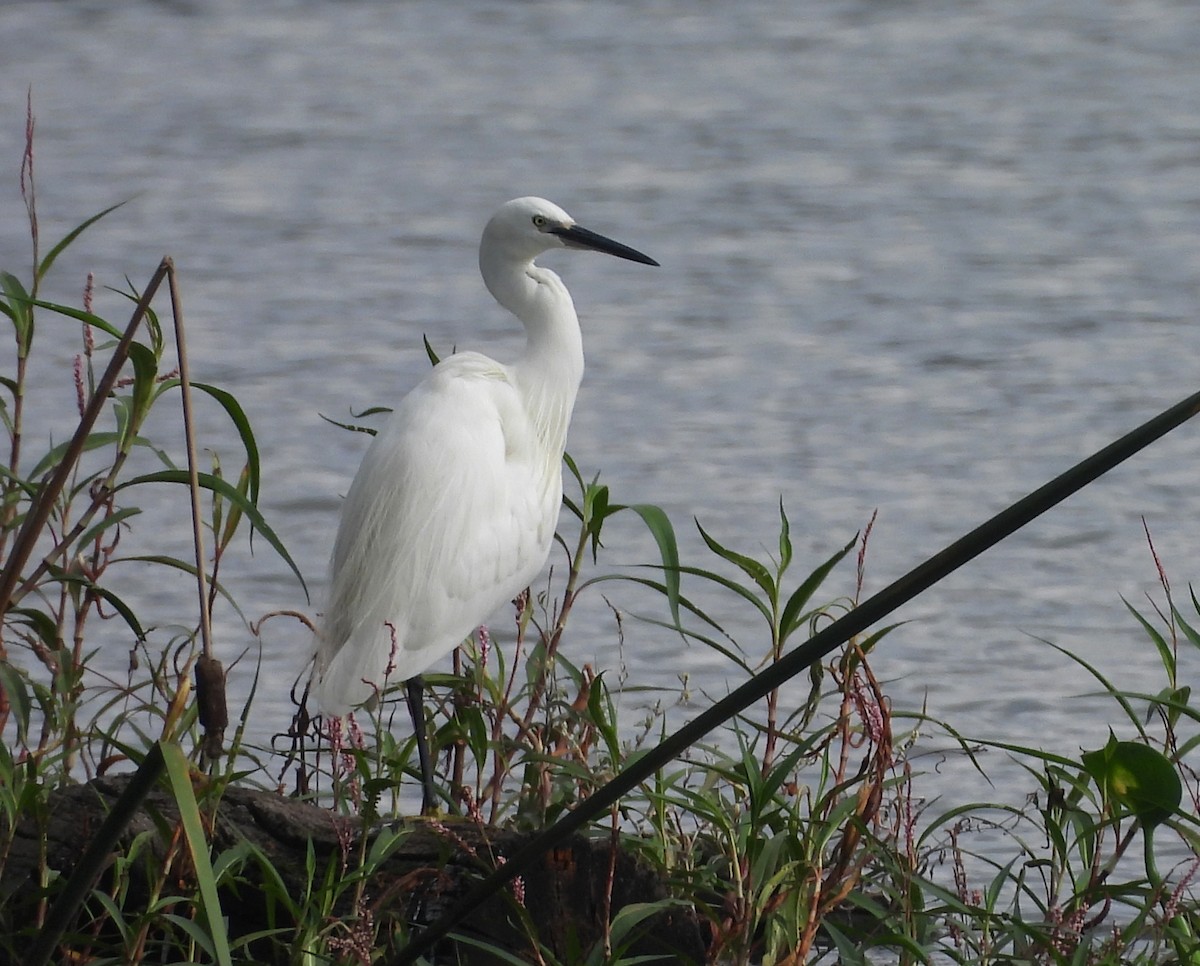 Little Egret - ML644369995