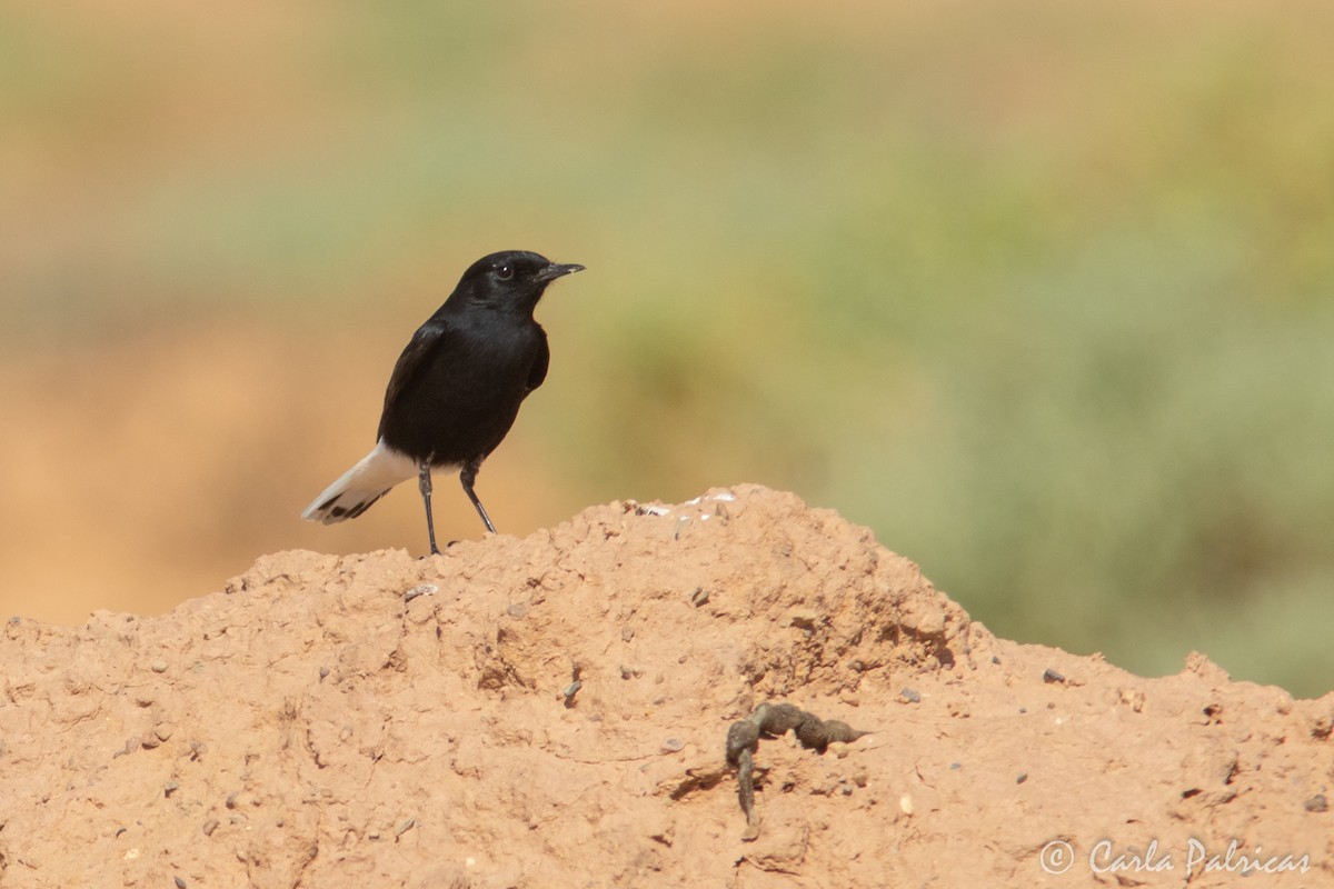 Saharasteinschmätzer - ML644369996