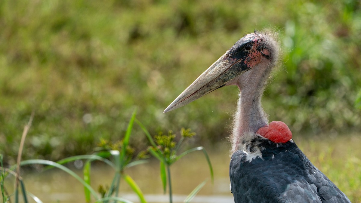 Marabou Stork - ML644369999