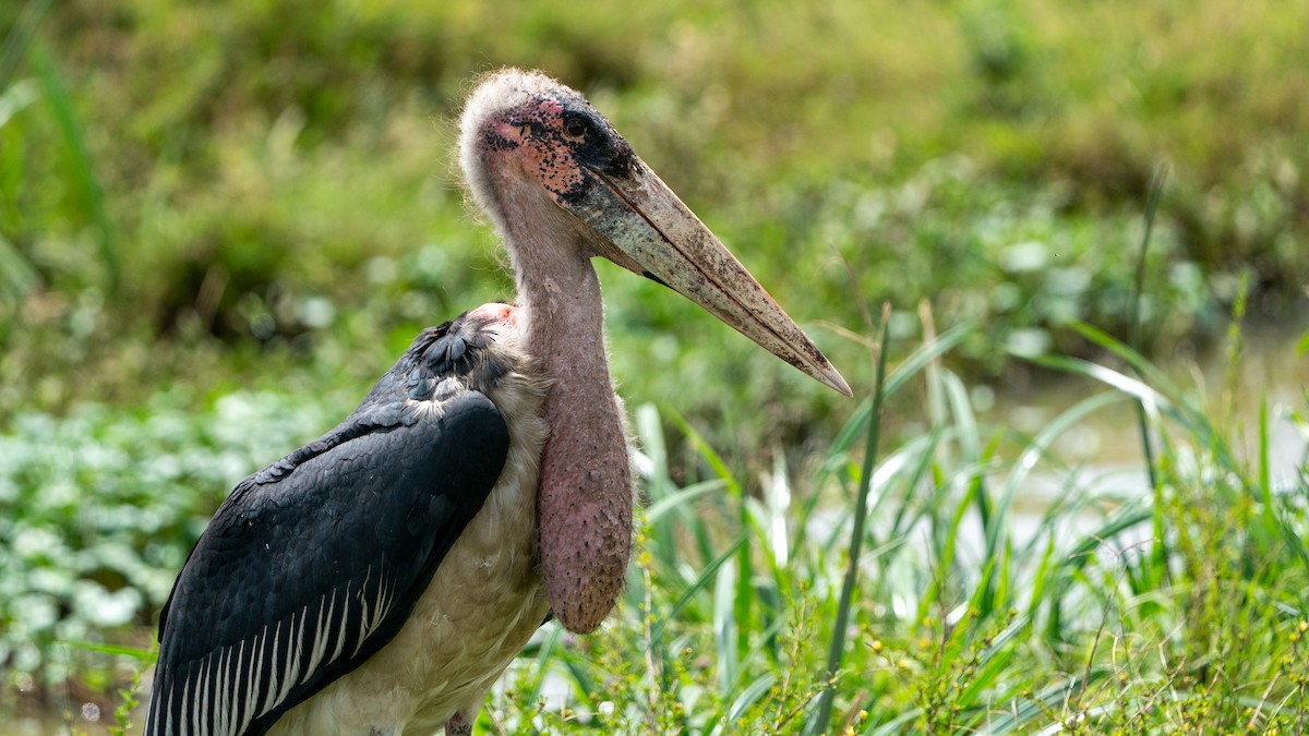 Marabou Stork - ML644370000