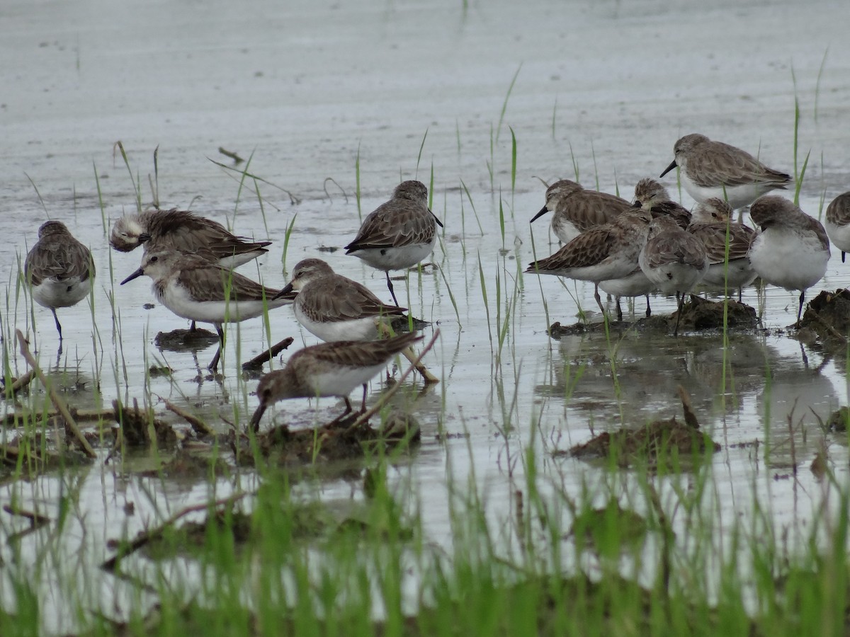 jespák srostloprstý - ML644370008