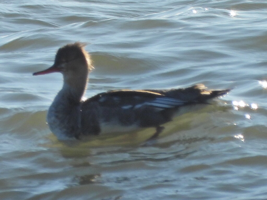 Red-breasted Merganser - ML644370014