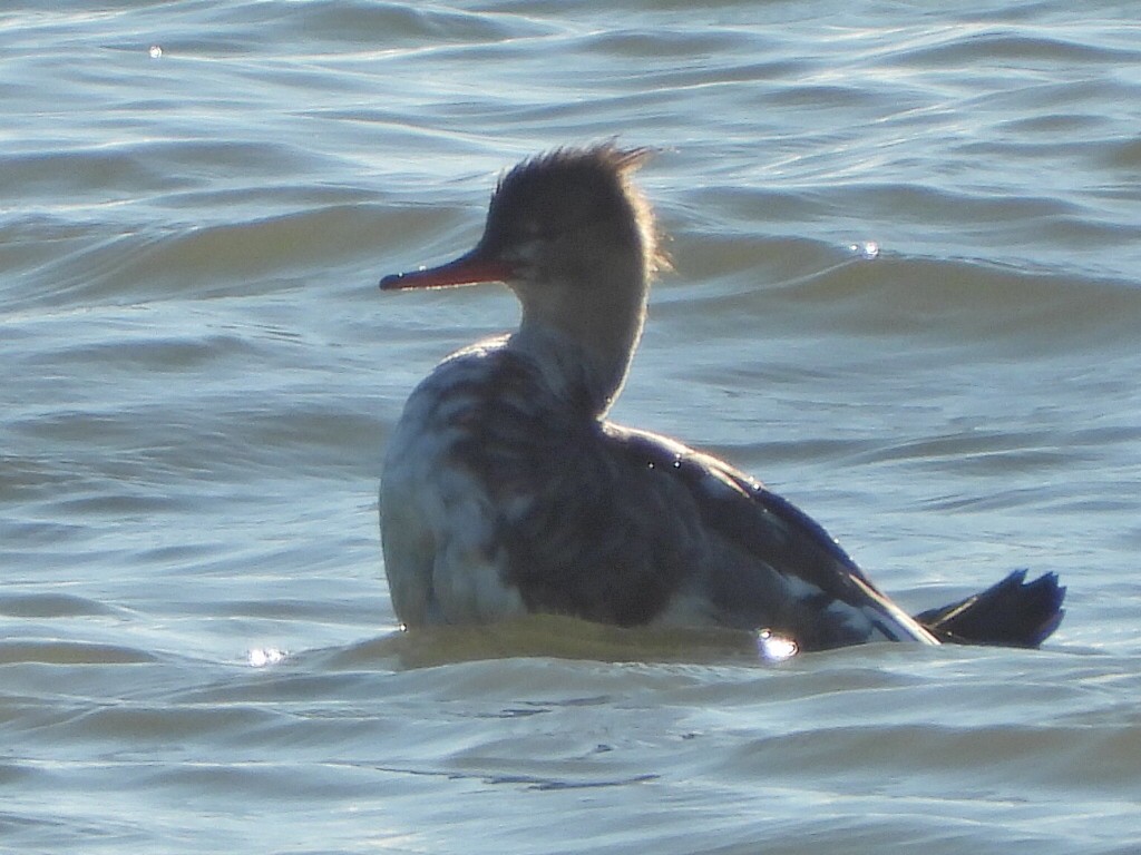 Red-breasted Merganser - ML644370015