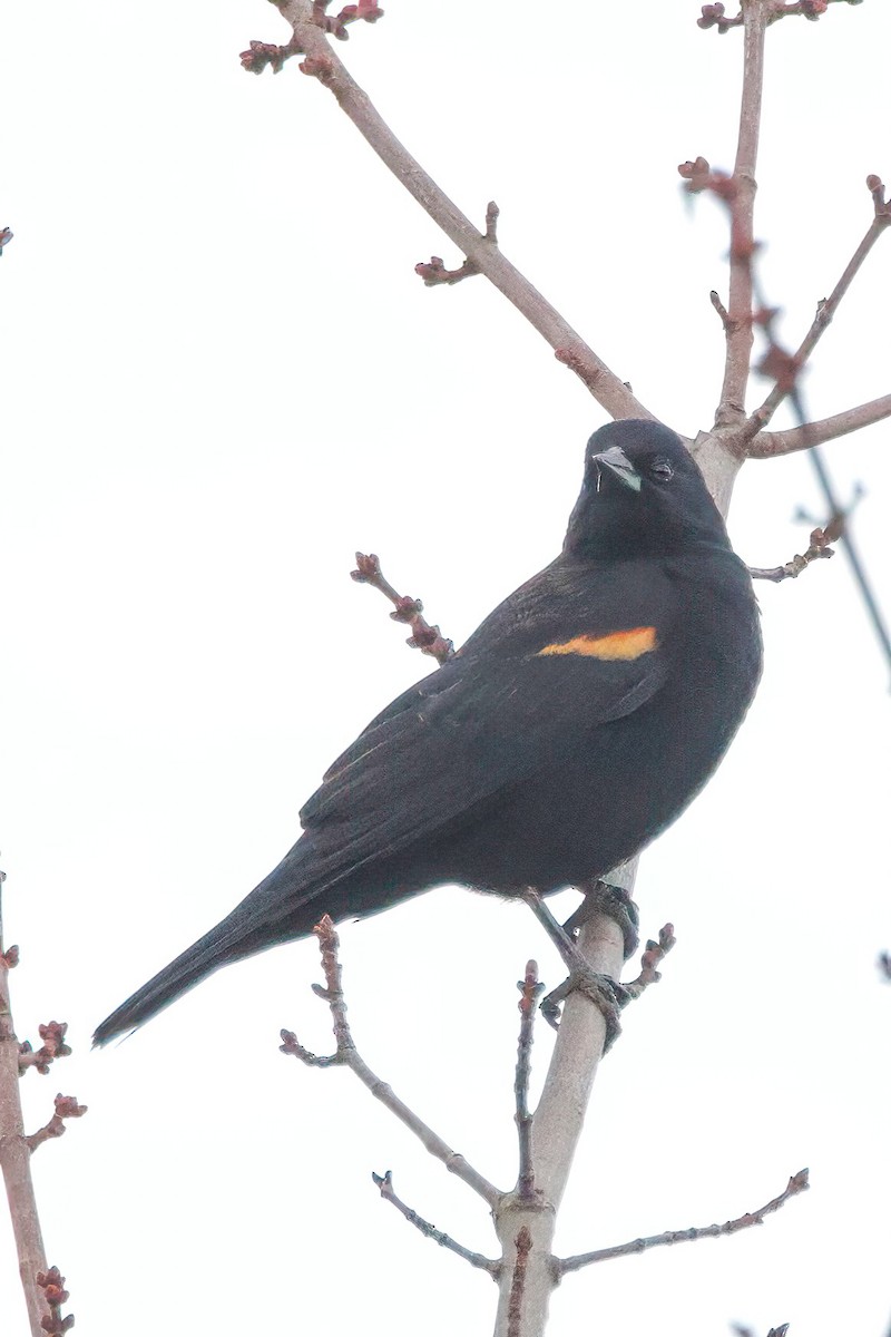 Red-winged Blackbird - ML644370018
