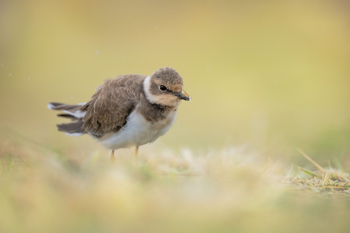 Little Ringed Plover - ML644370019