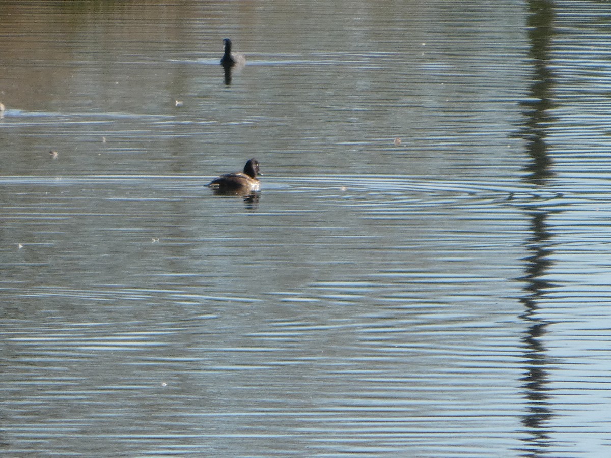 Hardhead - ML644370020