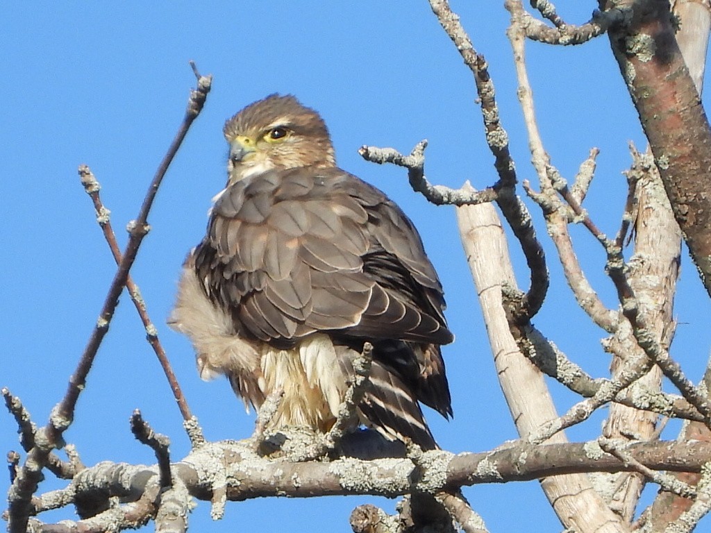 Merlin - ML644370021