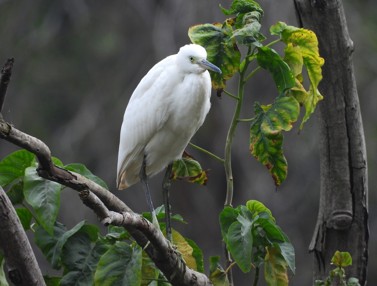 Little Egret - ML644370032