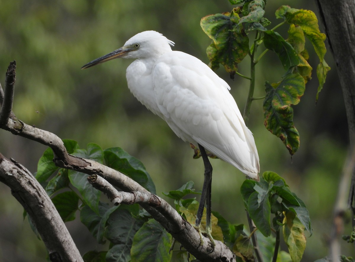 Little Egret - ML644370033