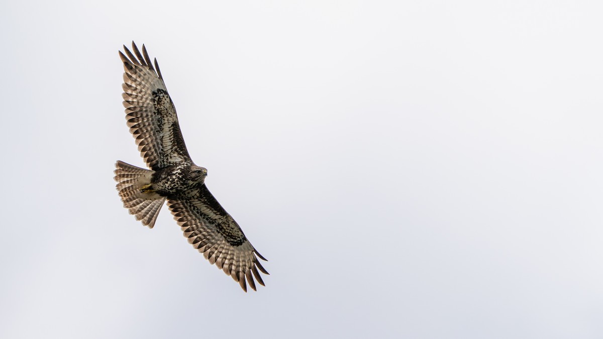 Канюк (vulpinus/menetriesi) - ML644370036