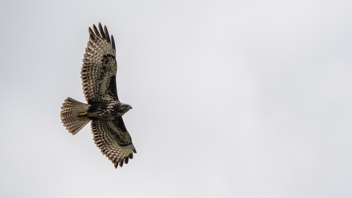 Канюк (vulpinus/menetriesi) - ML644370037