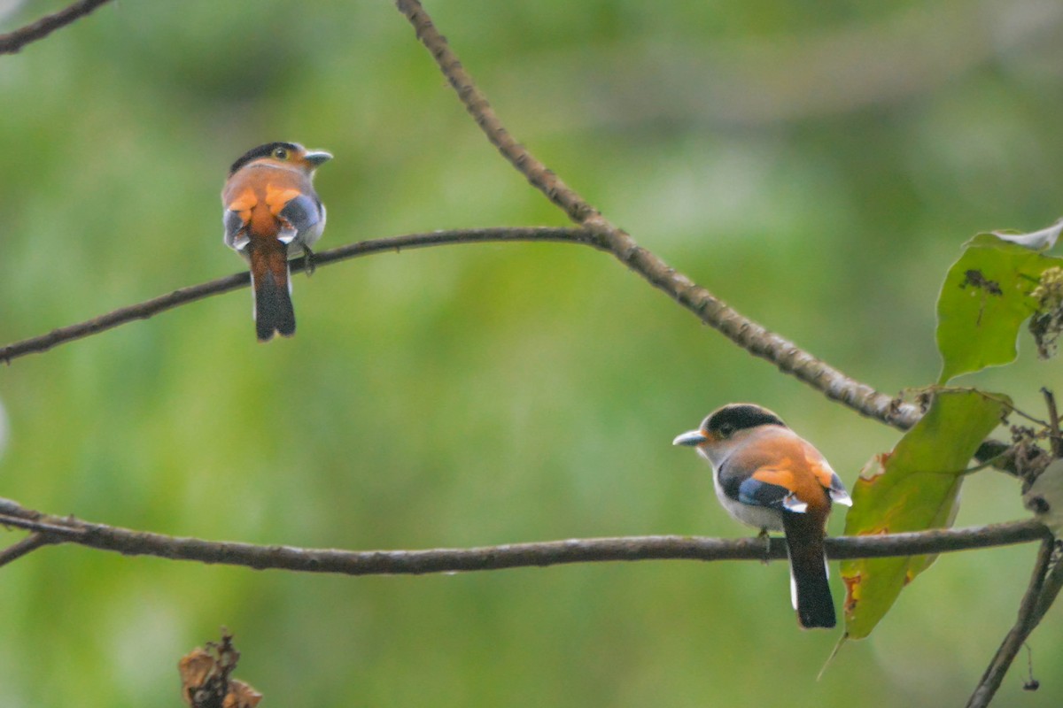 ギンムネヒロハシ - ML644370038