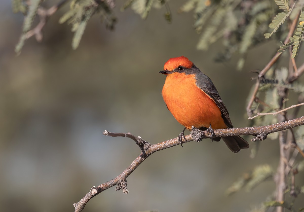 Vermilion Flycatcher - ML644370042