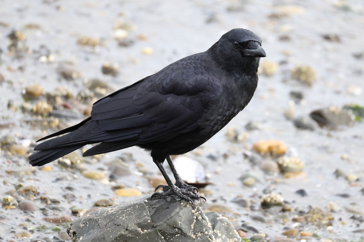 Corneille d'Amérique - ML644370045