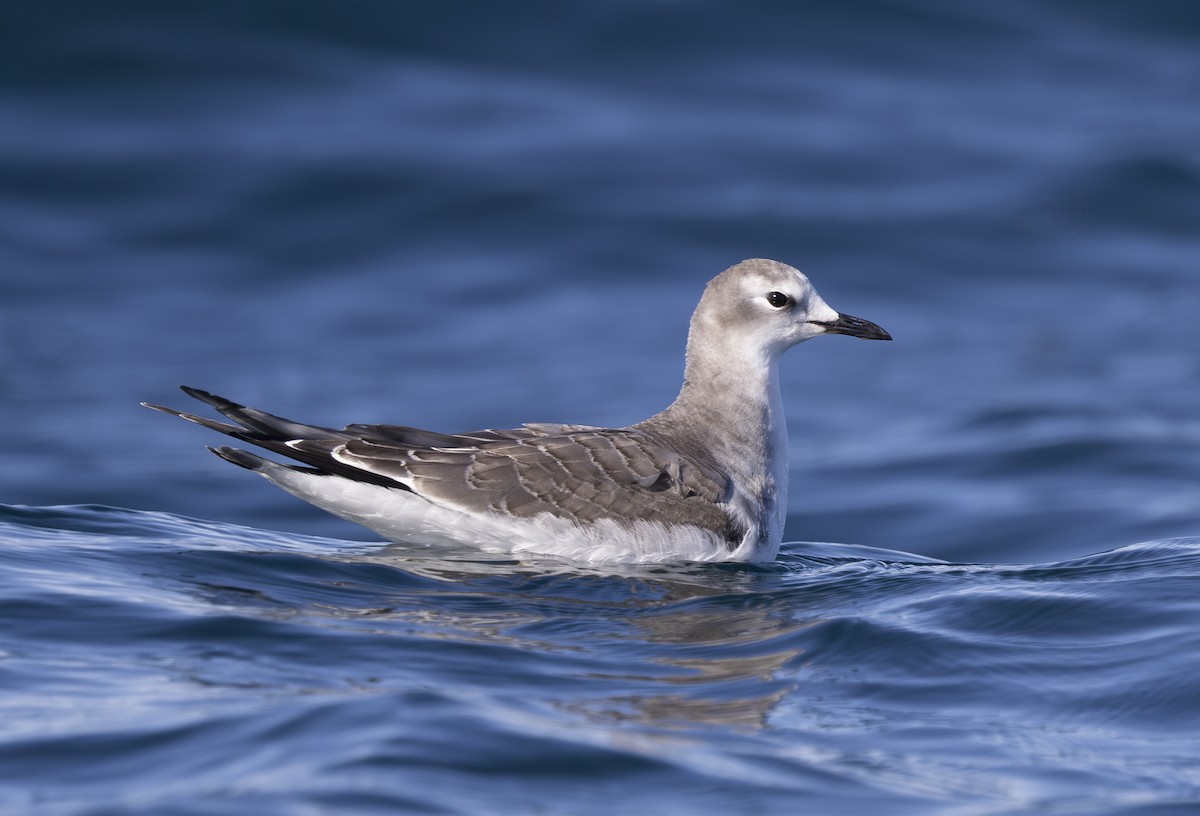 Sabine's Gull - ML644370046