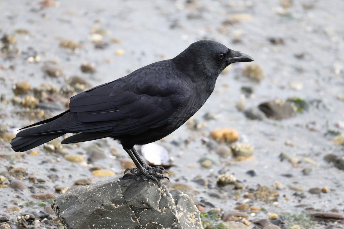Corneille d'Amérique - ML644370047