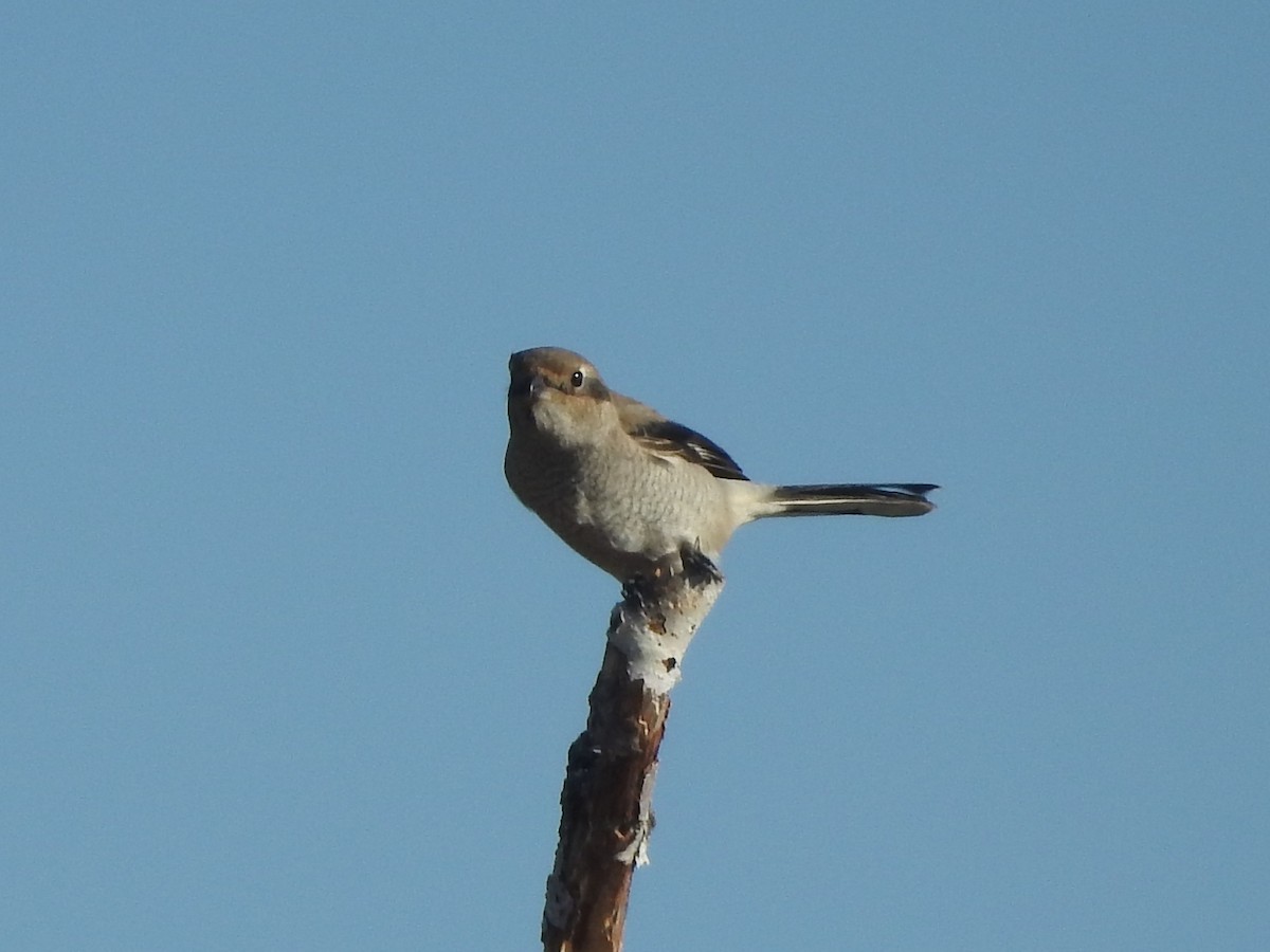 Northern Shrike - ML644370048