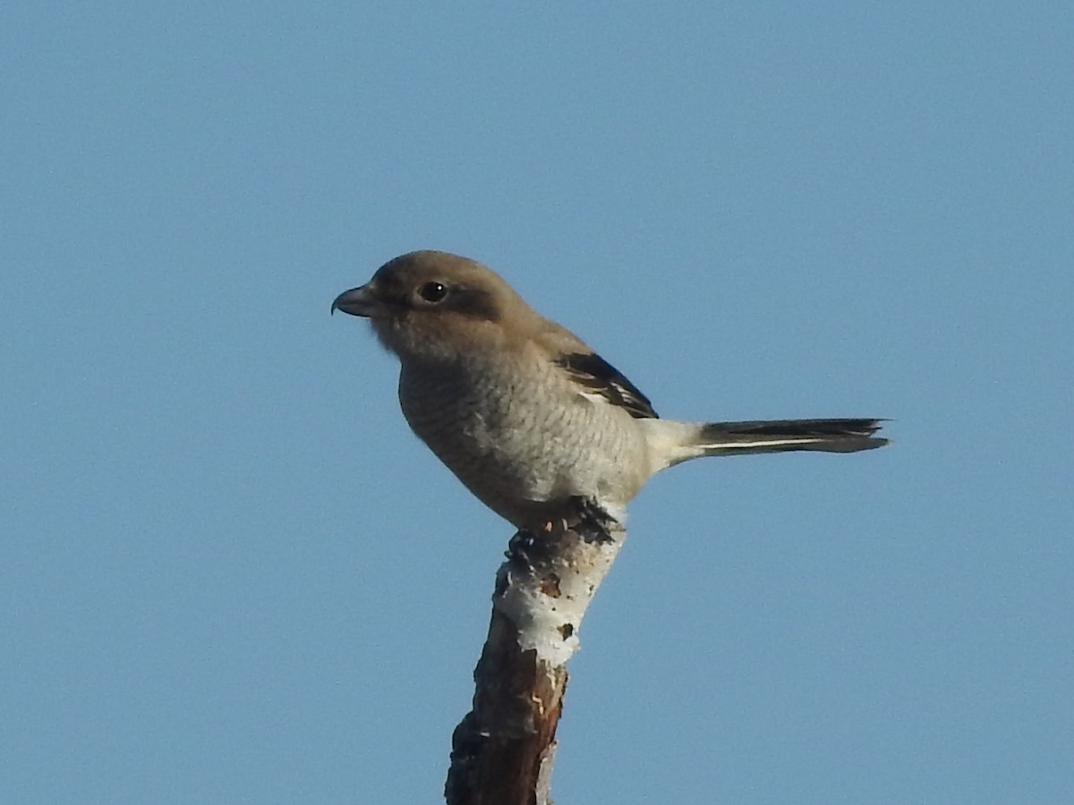 Northern Shrike - ML644370050
