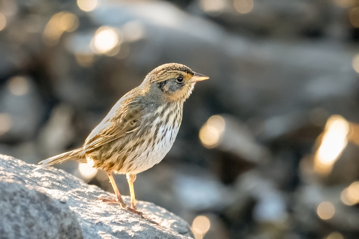 Bruant à queue aiguë - ML644370054