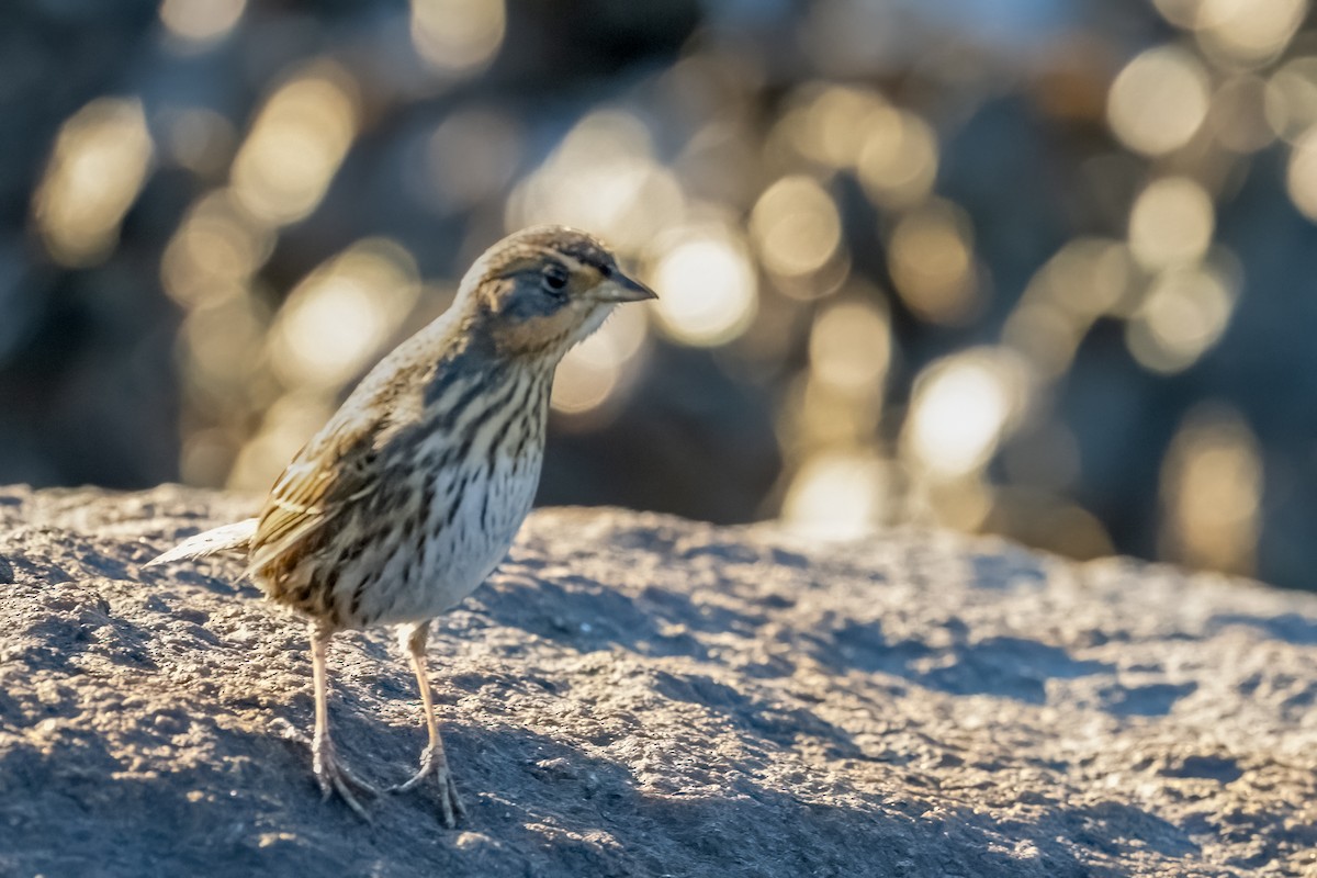 Bruant à queue aiguë - ML644370055