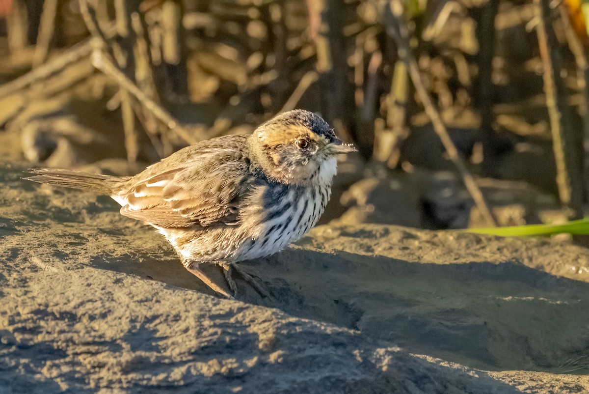 Bruant à queue aiguë - ML644370056