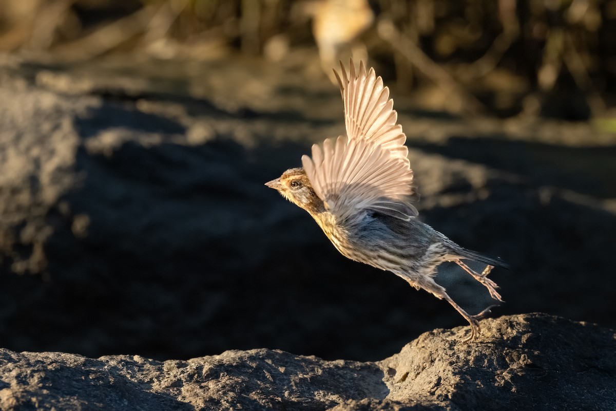 Bruant à queue aiguë - ML644370057