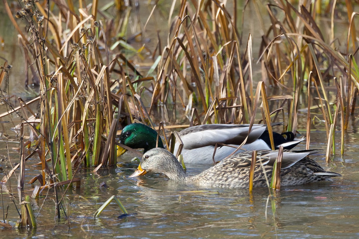 Germano reale - ML644370058