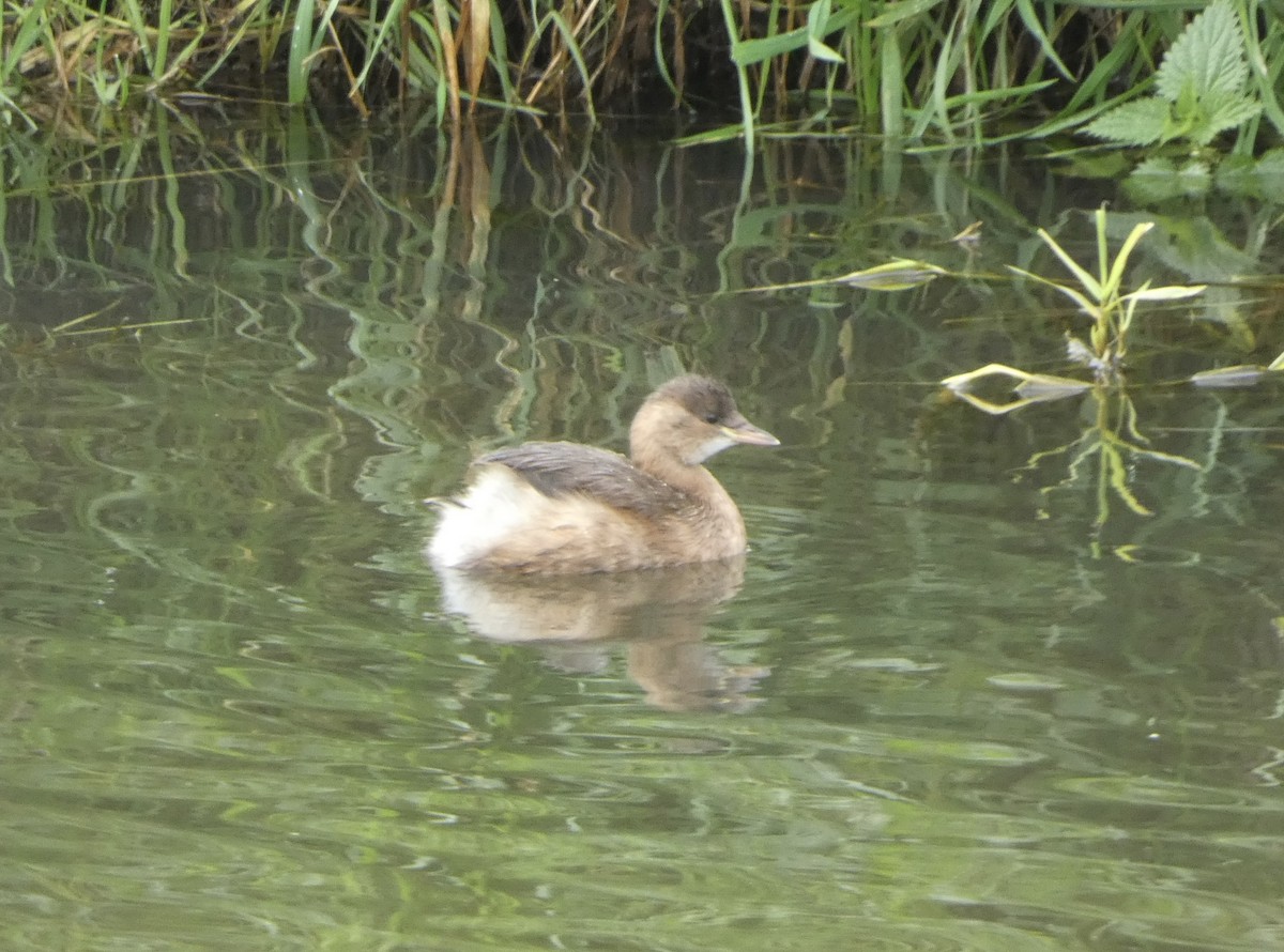Little Grebe - ML644370059