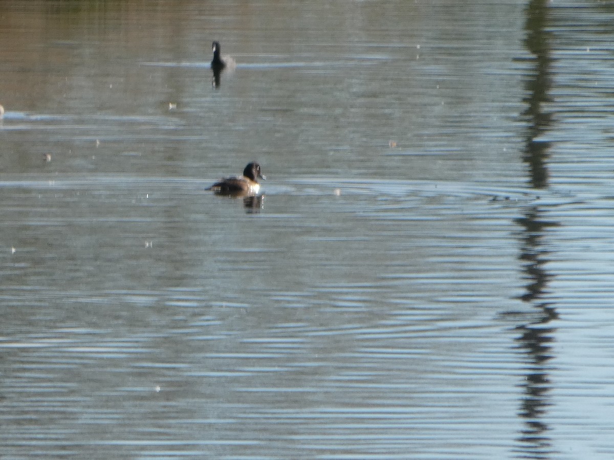 Hardhead - ML644370065