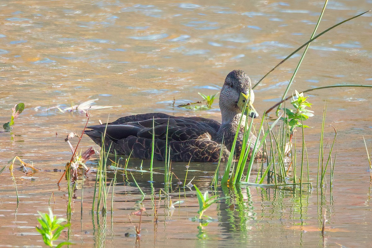 American Black Duck - ML644370071