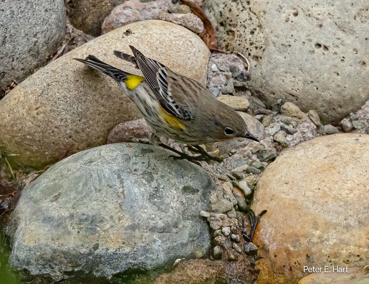 lesňáček žlutoskvrnný - ML644370072