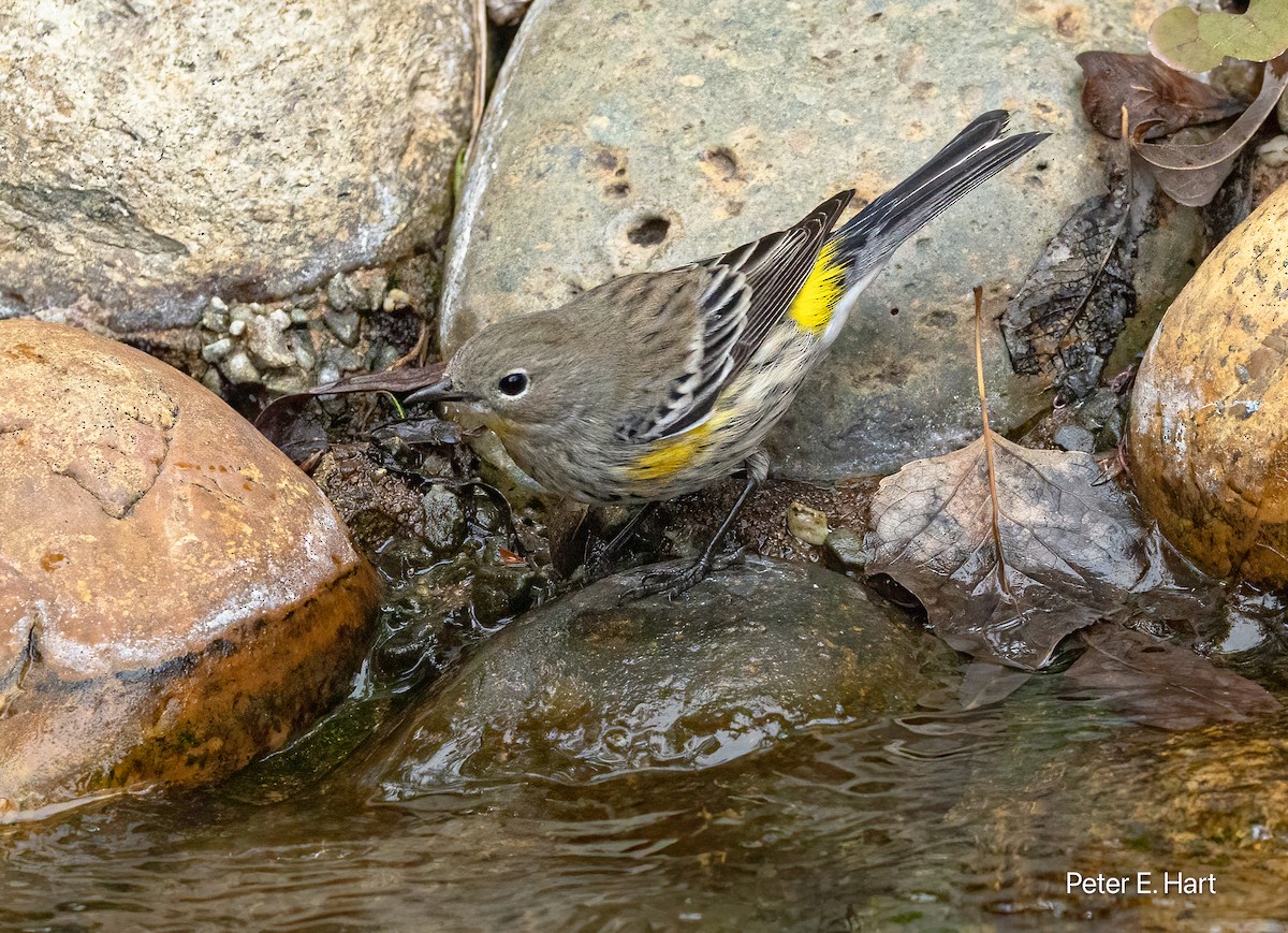 lesňáček žlutoskvrnný - ML644370073