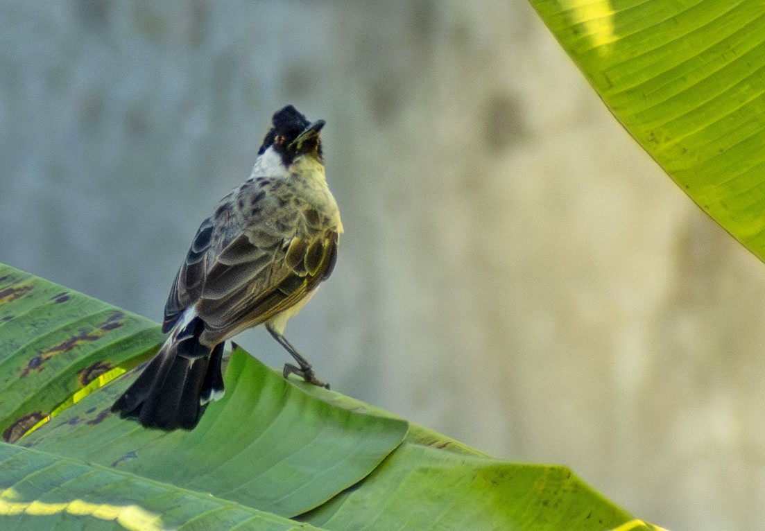 Sooty-headed Bulbul - ML644370074
