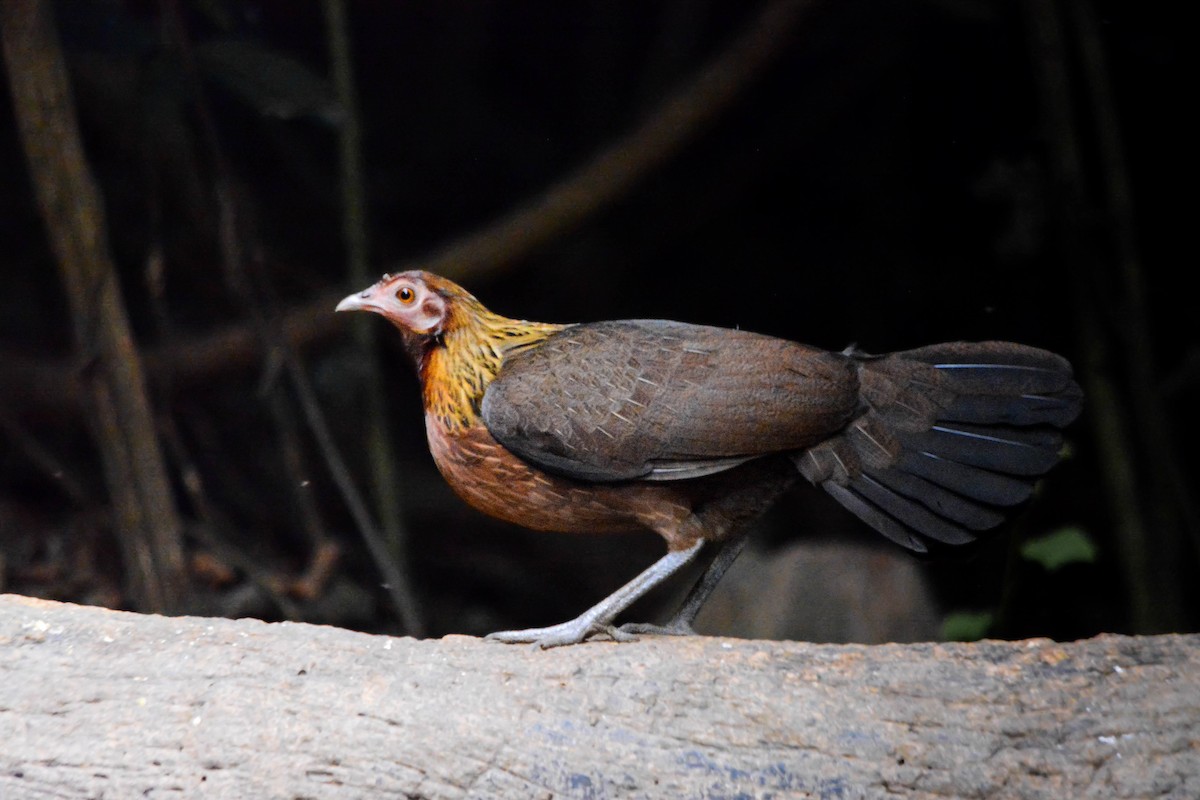 セキショクヤケイ - ML644370081